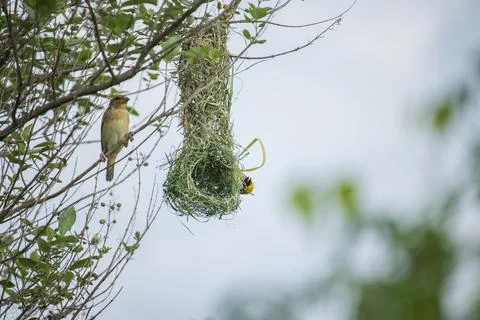 Manyar bird Stock Photos