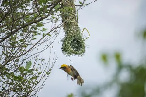 Manyar bird Stock Photos