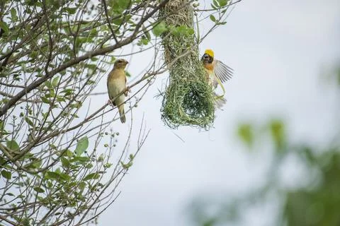 Manyar bird Stock Photos