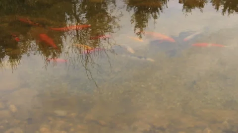 Manycoloured fishlet on a small small lake Stock Footage 37441900