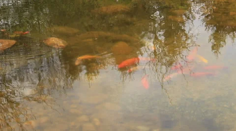 Manycoloured fishlet on a small small lake Stock Footage 37443749