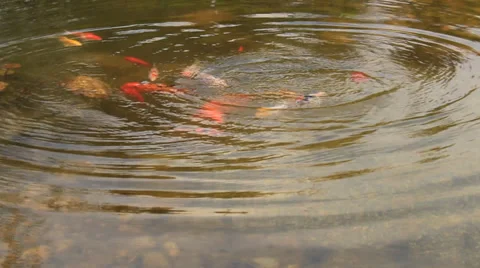 Manycoloured fishlet on a small small lake Stock Footage 37444598