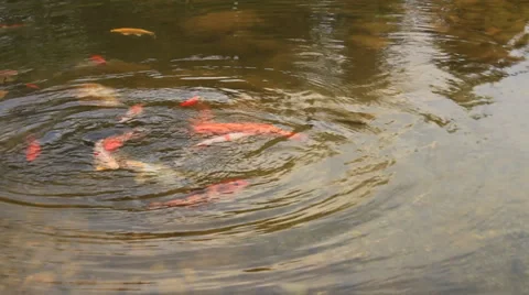 Manycoloured fishlet on a small small lake Stock Footage 37445502