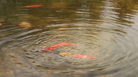 Manycoloured fishlet on a small small lake Stock Footage 37446246