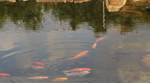 Manycoloured fishlet on a small small lake Stock Footage 37447112