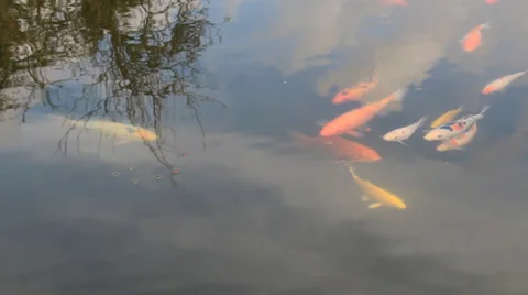 Manycoloured fishlet on a small small lake Stock Footage 37448143