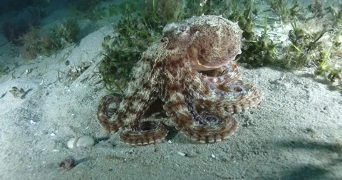 Maori Octopus Clip1925 Stock Footage 203919852