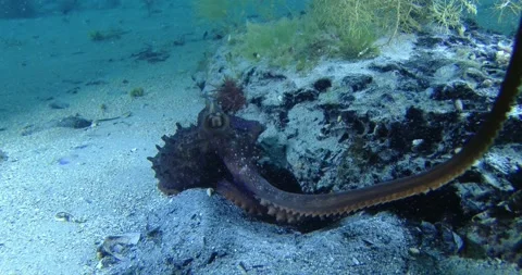 Maori Octopus Use Tentacles To Move Toward The Camera Clip7335 Vidéo 229532826