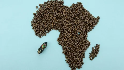 Map of the Africa made of roasted coffee beans, import-export concept Stock Footage 104803551