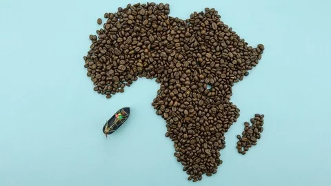 Map of the Africa made of roasted coffee beans, import-export concept 스톡 동영상 104803908