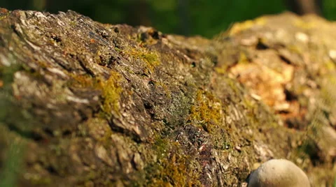 Map birch close up in motion Stockbeeldmateriaal 57316782