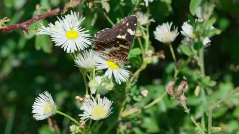 Map butterfly Araschnia levana Stock Footage 321133087