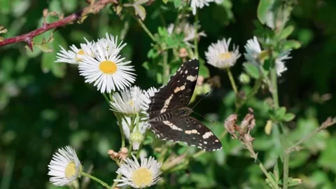 Map butterfly Araschnia levana Stock Footage 321133308