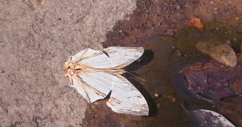 Map Butterfly drinking at a summer pool with fresh water shrimps 動画素材 336461318