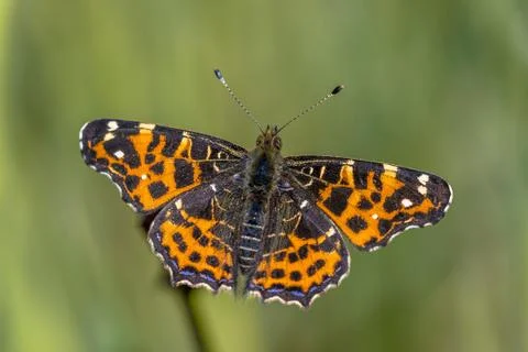 Map butterfly first generation Stock Photos