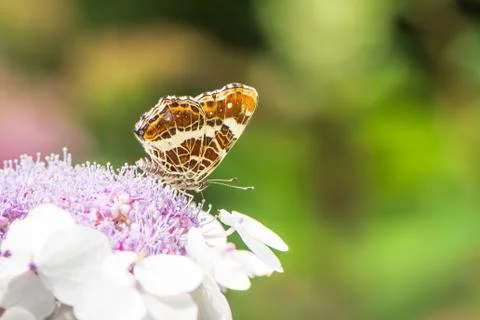 Map Butterfly on Hydrangea Flower Foto stock