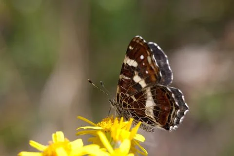 Map butterfly Stock Photos