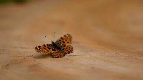 Map butterfly resting on a wooden log in woodland macro shot. Stock Footage 345138910