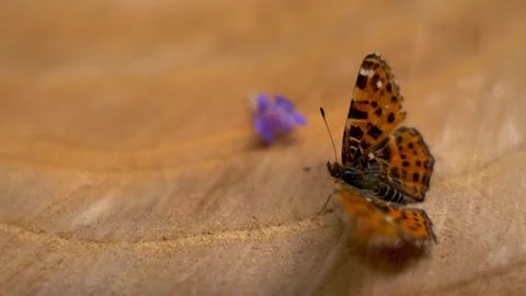 Map butterfly resting on a wooden log in woodland macro shot. Stock Footage 345138947