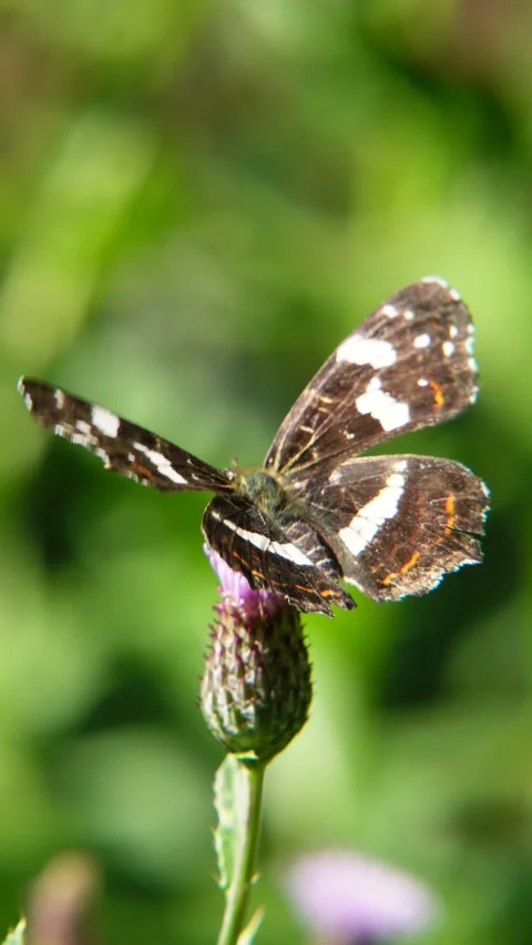 Map Butterfly Sipping from a Flower Stock Footage 313137871