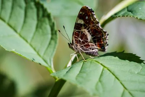 Map Butterfly sitting between leaves Stock Photos