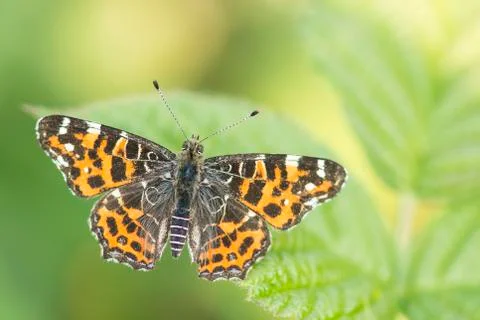 Map butterfly with wings spread resting on nettle Stock Photos