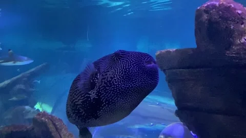 Map puffer (Arothron mappa), also known as the map pufferfish, scribbled  Video stock 220373992