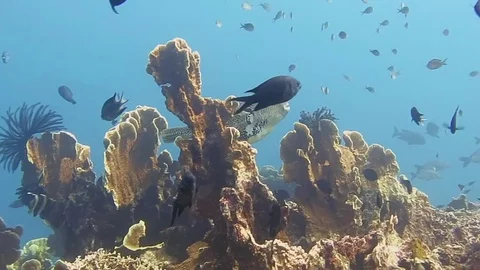 Map puffer arothron mappa and friends present there world on Bali Stock Footage 80665012