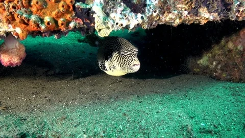 Map puffer (Arothron mappa) in the artificial corals in Zulu sea Dumaguete Stock Footage 89932981