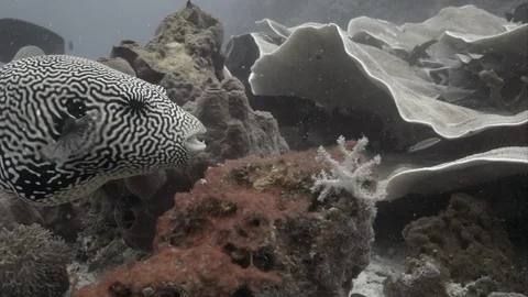 Map Puffer (Arothron mappa) in coral of Raja Ampat Indonesia Stock Footage 108248404
