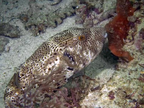 A Map Puffer (Arothron mappa) Foto stock