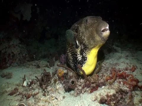 Map puffer (Arothron mappa) in Raja Ampat Indonesia Video stock 80391816