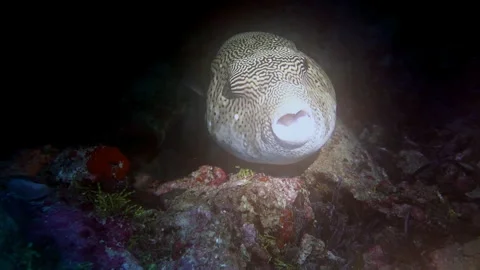 Map pufferfish (Arothon mappa) with parasite in its mouth, has difficulty 動画素材 309855861