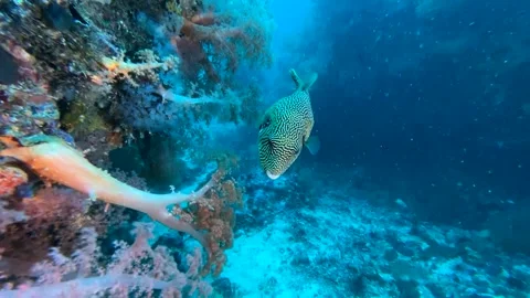 Map PufferFish (Arothron mappa) Clip.8806 스톡 동영상 243717955