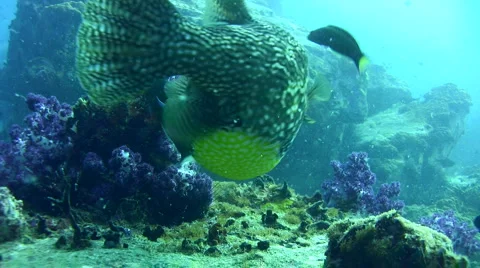 Map pufferfish (Arothron mappa) eating soft coral Stock Footage 6882345
