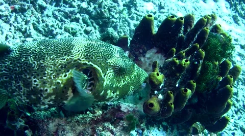 Map pufferfish (Arothron mappa) eating sponge Stock Footage 6883553