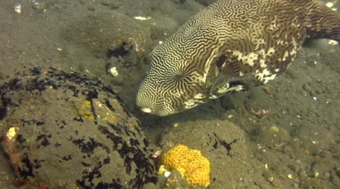 Map pufferfish (Arothron mappa) eating Stock Footage 53178415