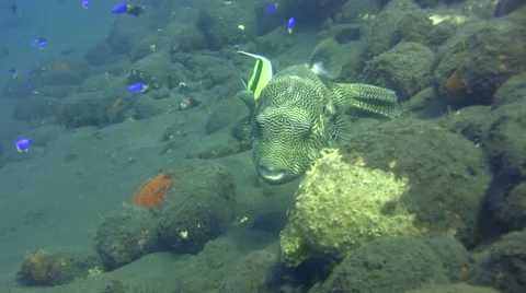 Map pufferfish (Arothron mappa) eating sponge Stock Footage 59219364