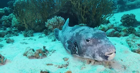 Map Pufferfish (Arothron mappa) hunting for food on a healthy coral reef Stock Footage 306170343