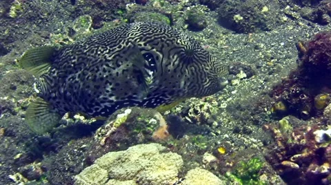 Map pufferfish (Arothron mappa) missing its caudal fin (tail), eating Stock Footage 68105812