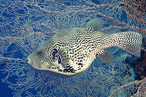 Map Pufferfish, Arothron mappa Stock Photos
