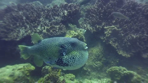 Map pufferfish (Arothron mappa) puffing down Stock Footage 952587