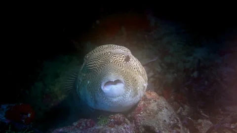 Map pufferfish breathes with difficulty due to parasitic copepod, Cymothoa Vidéo 309855885