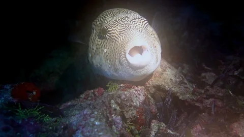 Map pufferfish breathes with difficulty due to parasite in its mouth. Stock Footage 309947258