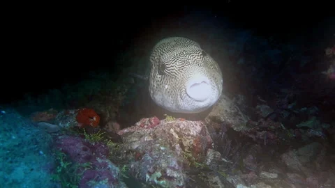 Map pufferfish with copepod parasite (Cymothoa exigua) in its mouth, replacing 스톡 동영상 309947288