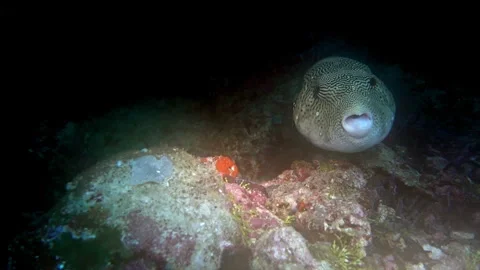 Map pufferfish with copepod parasite in its mouth, replacing the fish's tongue. Vídeos de archivo 309947245