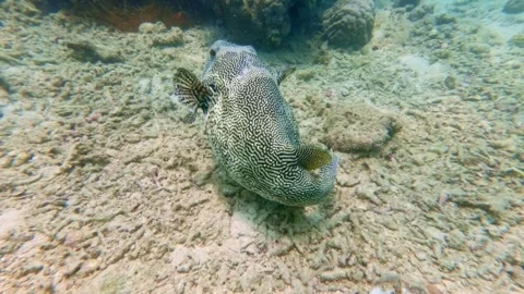 Map Pufferfish Swimming over Coral Reef in Slow Motion, Indonesia 스톡 동영상 343409564