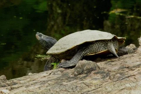 Map turtle female Foto stock
