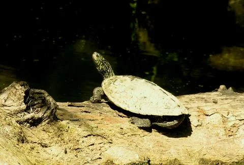 Map turtle male Stock Photos