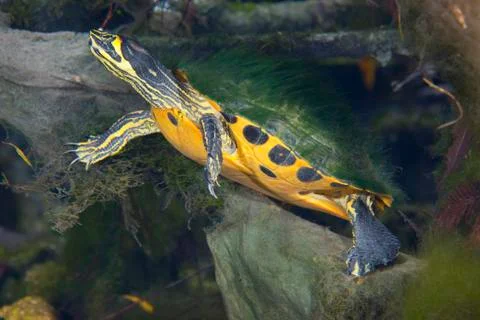 A Map Turtle with moss growing on it's shell. Stock Photos